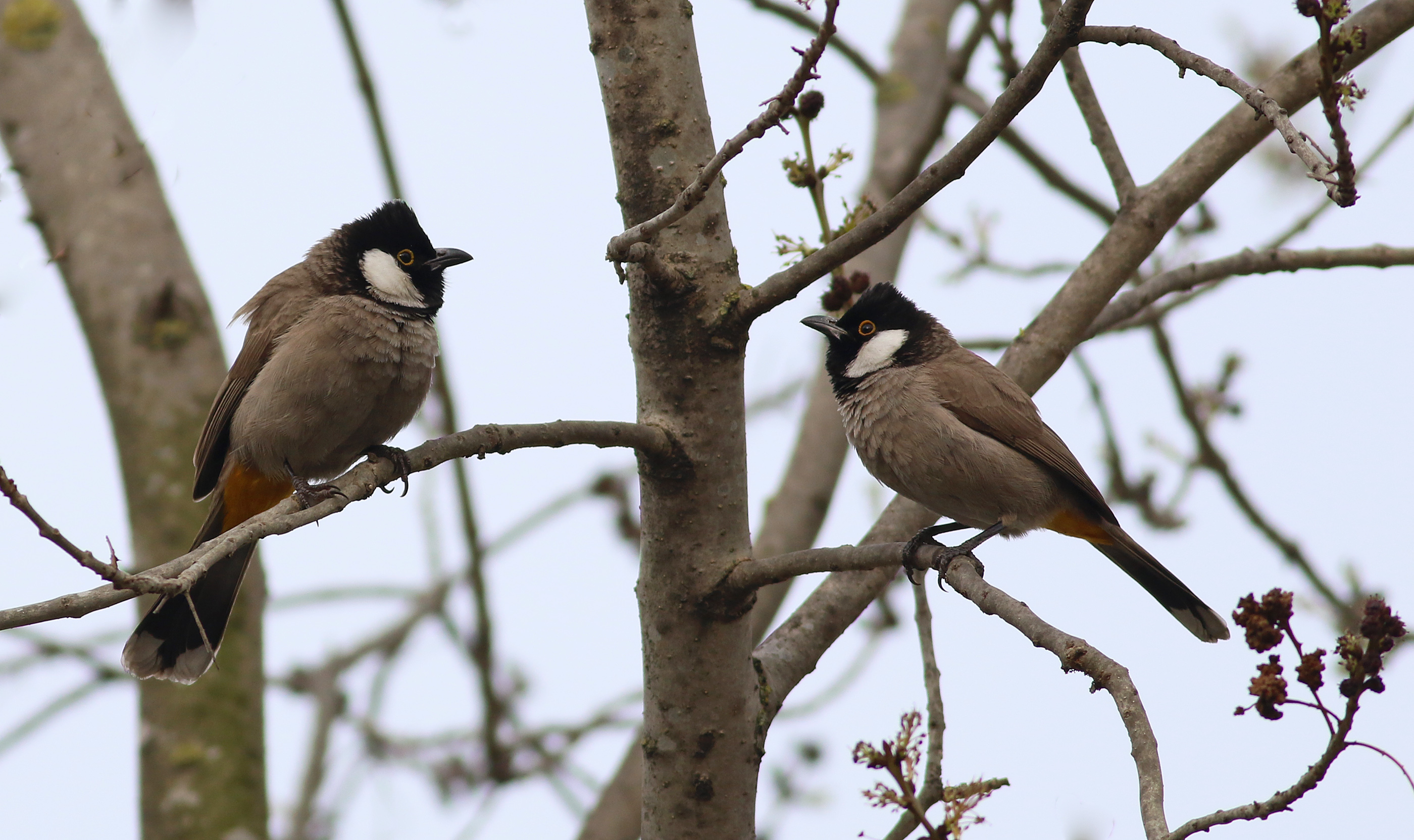 White-eared Bulbul